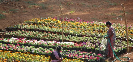 Flower exhibition at Shivalli January